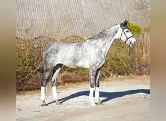 Koń holsztyński, Klacz, 7 lat, 168 cm, Siwa
