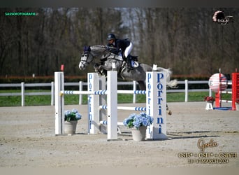 Koń holsztyński, Klacz, 7 lat, 169 cm, Siwa jabłkowita
