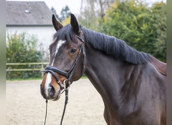 Koń holsztyński, Klacz, 7 lat, 170 cm, Gniada