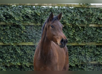 Koń holsztyński, Klacz, 7 lat, 170 cm, Gniada