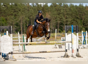 Koń holsztyński, Klacz, 7 lat, 171 cm, Gniada