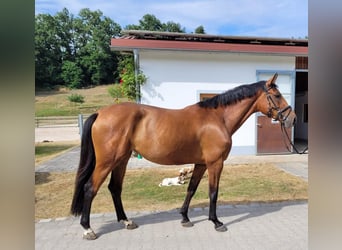Koń holsztyński, Klacz, 7 lat, 171 cm, Gniada
