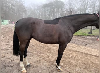 Koń holsztyński, Klacz, 7 lat, 172 cm, Kara