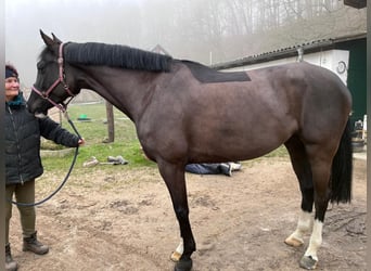 Koń holsztyński, Klacz, 7 lat, 172 cm, Kara