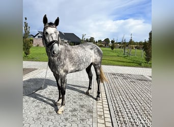 Koń holsztyński, Klacz, 7 lat, 172 cm, Siwa