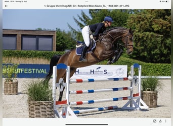 Koń holsztyński, Klacz, 7 lat, 173 cm, Ciemnogniada