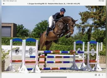 Koń holsztyński, Klacz, 7 lat, 173 cm, Ciemnogniada