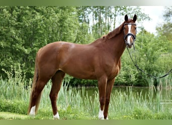 Koń holsztyński, Klacz, 7 lat, 173 cm, Kasztanowata