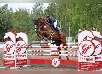 Koń holsztyński, Klacz, 7 lat, 173 cm, Kasztanowata