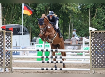 Koń holsztyński, Klacz, 7 lat, 173 cm, Kasztanowata