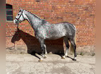 Koń holsztyński, Klacz, 7 lat, 174 cm, Siwa jabłkowita