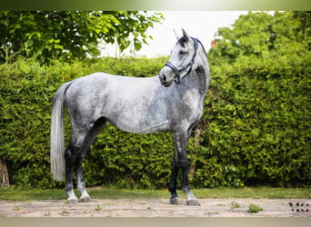 Koń holsztyński, Klacz, 7 lat, 176 cm, Siwa jabłkowita
