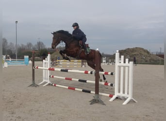 Koń holsztyński, Klacz, 8 lat, 162 cm, Gniada