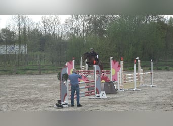 Koń holsztyński, Klacz, 8 lat, 162 cm, Gniada