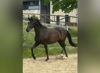 Koń holsztyński, Klacz, 8 lat, 163 cm, Kara