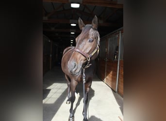 Koń holsztyński Mix, Klacz, 8 lat, 165 cm, Ciemnogniada