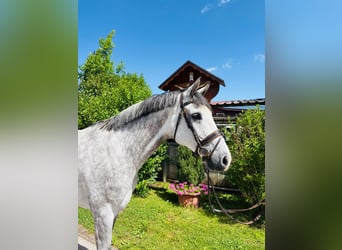Koń holsztyński, Klacz, 8 lat, 165 cm, Siwa