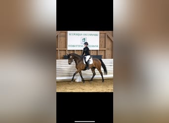 Koń holsztyński, Klacz, 8 lat, 166 cm, Gniada