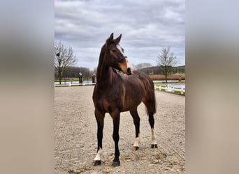 Koń holsztyński, Klacz, 8 lat, 167 cm, Gniada