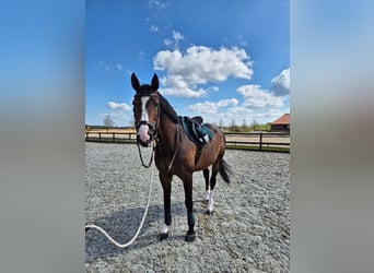 Koń holsztyński, Klacz, 8 lat, 167 cm, Gniada