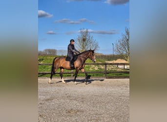 Koń holsztyński, Klacz, 8 lat, 167 cm, Gniada