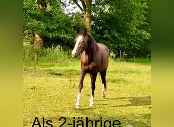 Koń holsztyński, Klacz, 8 lat, 169 cm, Ciemnogniada