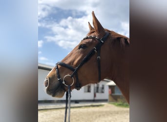 Koń holsztyński, Klacz, 8 lat, 170 cm, Kasztanowata