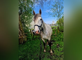 Koń holsztyński, Klacz, 8 lat, 170 cm, Siwa jabłkowita