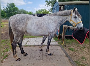 Koń holsztyński, Klacz, 8 lat, 170 cm, Siwa jabłkowita