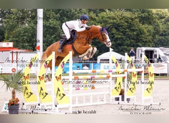 Koń holsztyński, Klacz, 8 lat, 171 cm, Kasztanowata