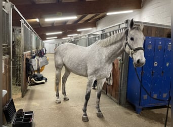 Koń holsztyński, Klacz, 8 lat, 173 cm, Siwa jabłkowita