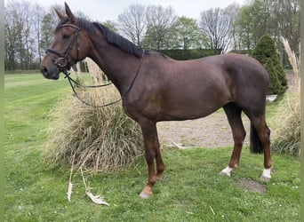 Koń holsztyński, Klacz, 8 lat, 175 cm, Ciemnokasztanowata