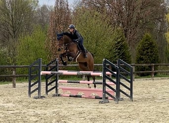 Koń holsztyński, Klacz, 8 lat, 175 cm, Gniada