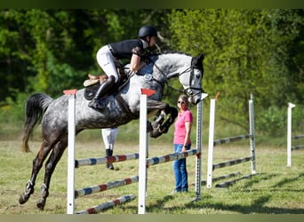 Koń holsztyński, Klacz, 9 lat, 161 cm, Siwa jabłkowita