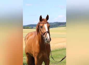 Koń holsztyński, Klacz, 9 lat, 164 cm, Kasztanowata