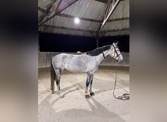 Koń holsztyński, Klacz, 9 lat, 165 cm, Siwa jabłkowita