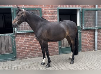 Koń holsztyński, Klacz, 9 lat, 166 cm