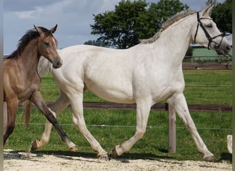 Koń holsztyński, Klacz, 9 lat, 167 cm, Siwa