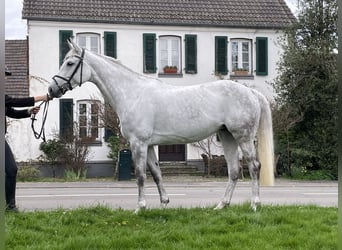 Koń holsztyński, Klacz, 9 lat, 168 cm, Siwa jabłkowita