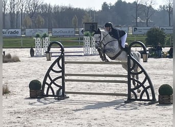 Koń holsztyński, Klacz, 9 lat, 168 cm, Siwa jabłkowita