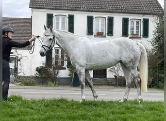 Koń holsztyński, Klacz, 9 lat, 168 cm, Siwa