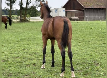 Koń holsztyński, Klacz, Źrebak (04/2023), 172 cm, Gniada