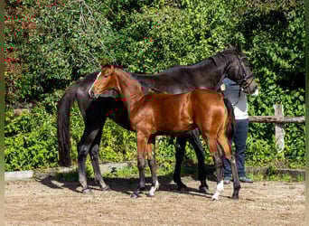 Koń holsztyński, Klacz, Źrebak (04/2025), Gniada