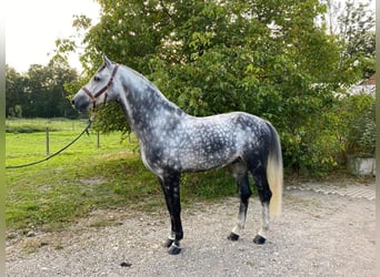 Koń holsztyński, Ogier, 12 lat, 173 cm, Siwa jabłkowita