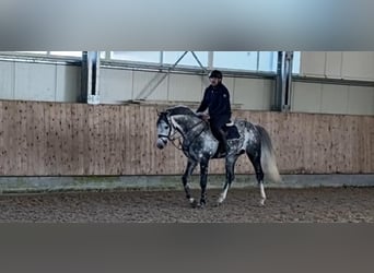 Koń holsztyński, Ogier, 12 lat, 173 cm, Siwa jabłkowita