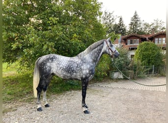 Koń holsztyński, Ogier, 12 lat, 173 cm, Siwa jabłkowita