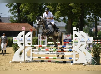 Koń holsztyński, Ogier, 12 lat, 173 cm, Siwa jabłkowita