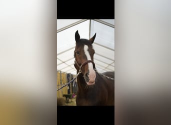 Koń holsztyński, Ogier, 12 lat, 175 cm, Ciemnogniada