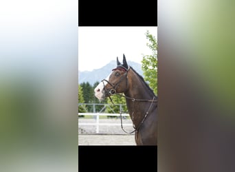 Koń holsztyński, Ogier, 12 lat, 175 cm, Ciemnogniada