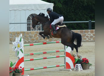 Koń holsztyński, Ogier, 12 lat, 175 cm, Skarogniada